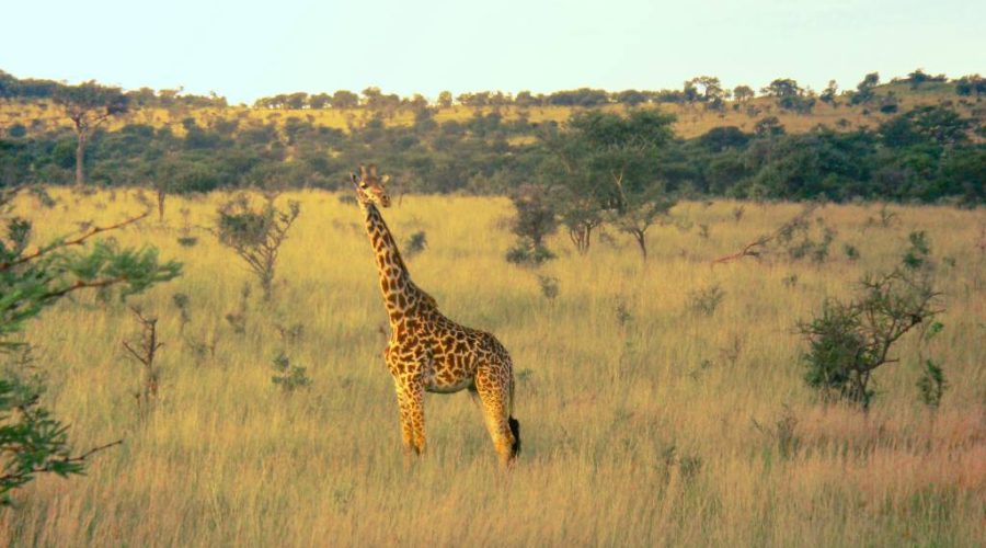 Les secrets du parc national du Serengeti
