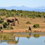 Découvrez les plus beaux circuits au Kenya pour un safari inoubliable