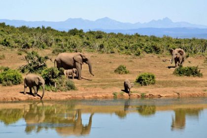 Découvrez les plus beaux circuits au Kenya pour un safari inoubliable