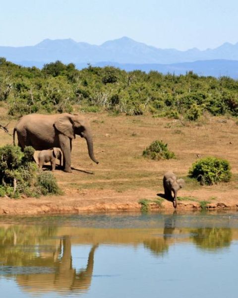 Découvrez les plus beaux circuits au Kenya pour un safari inoubliable