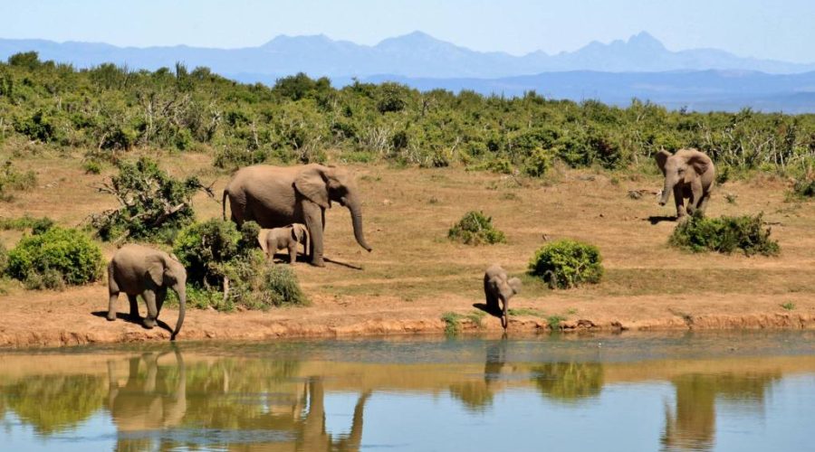 Découvrez les plus beaux circuits au Kenya pour un safari inoubliable