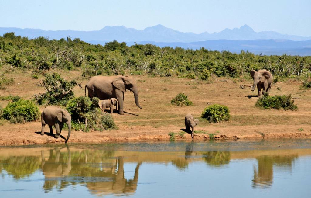 Découvrez les plus beaux circuits au Kenya pour un safari inoubliable