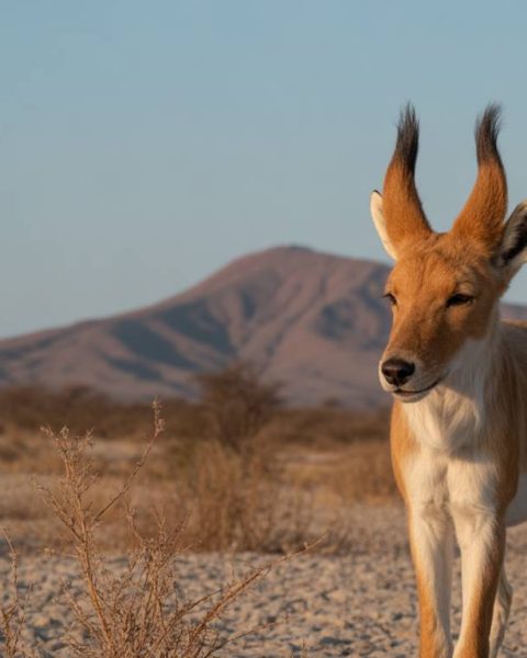 Agence de voyage namibie : comparatif des expériences proposées par une agence de safari et une agence généraliste