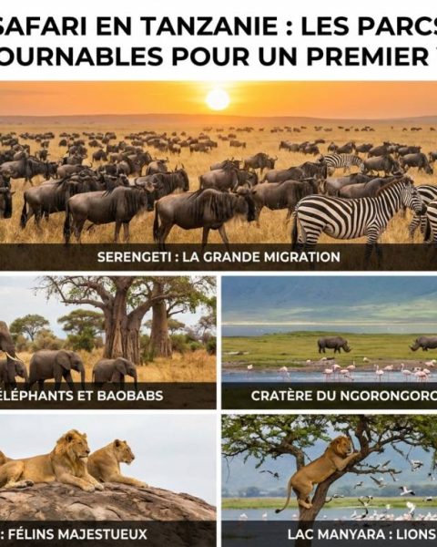 Safari en tanzanie : les parcs incontournables pour un premier voyage