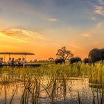 Safari okavango : immersion au cœur d’un paradis sauvage