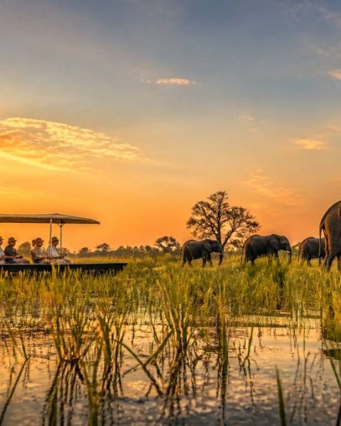 Safari okavango : immersion au cœur d’un paradis sauvage