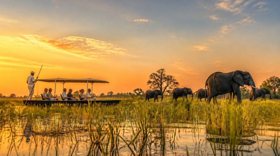 Safari okavango : immersion au cœur d’un paradis sauvage