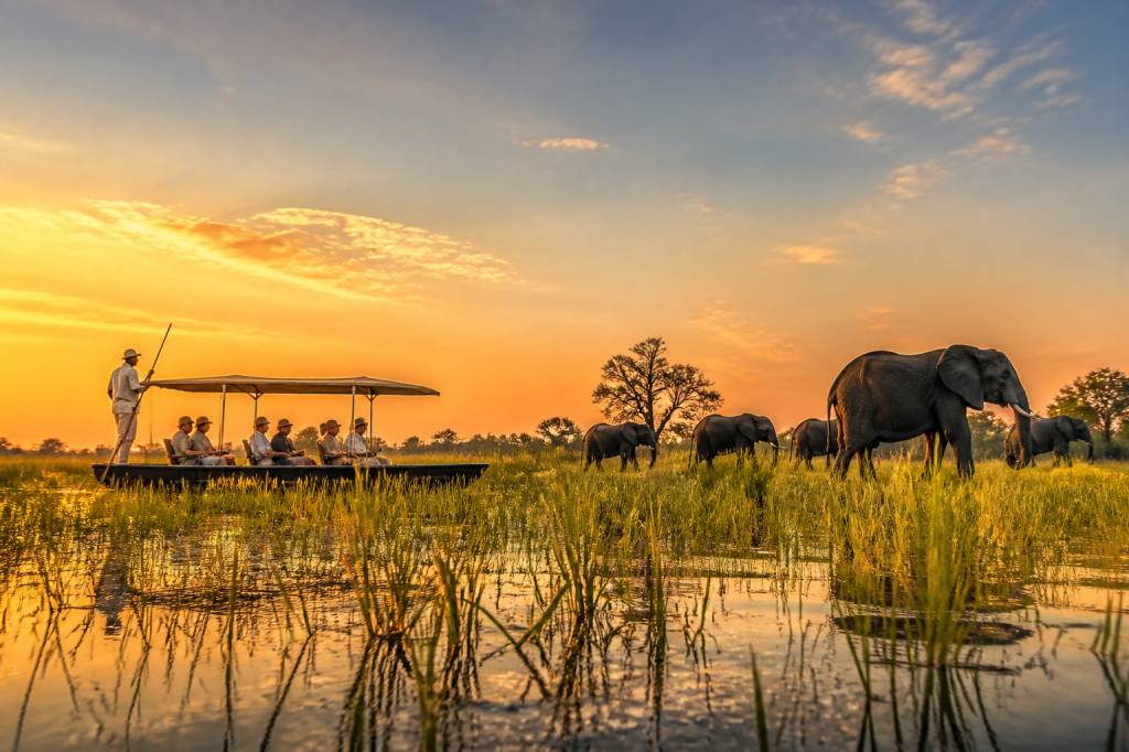 Safari okavango : immersion au cœur d’un paradis sauvage